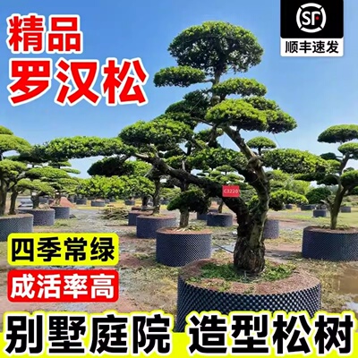罗汉松庭院造型树苗耐寒四季常青
