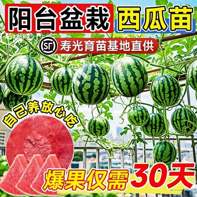 无籽麒麟西瓜苗嫁接阳台盆栽