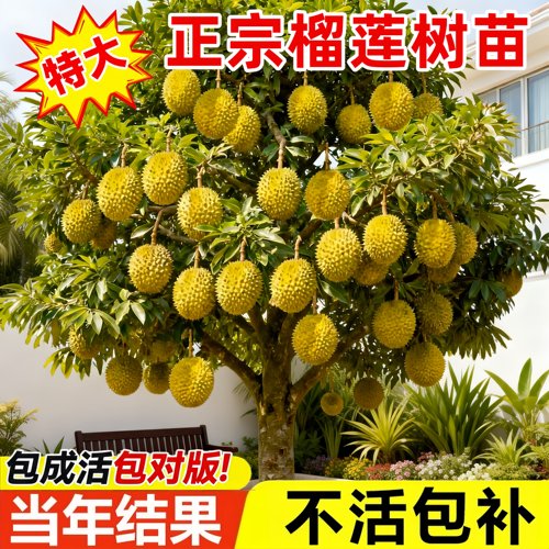 特大榴莲嫁接树苗当年结果高产