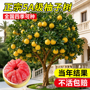 正宗柚子树苗果树果苗红心蜜柚广西大沙田柚庭院嫁接南方种植果树