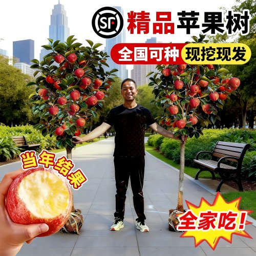 特大苹果树嫁接大苗当年结果盆栽