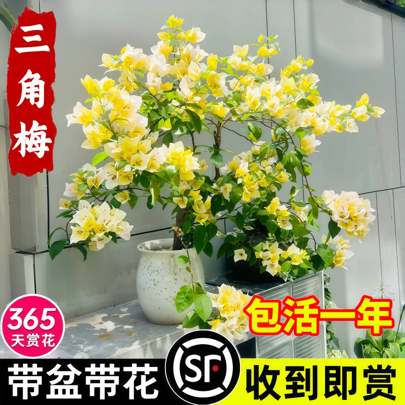 三角梅盆栽重瓣爬藤三角梅花树苗