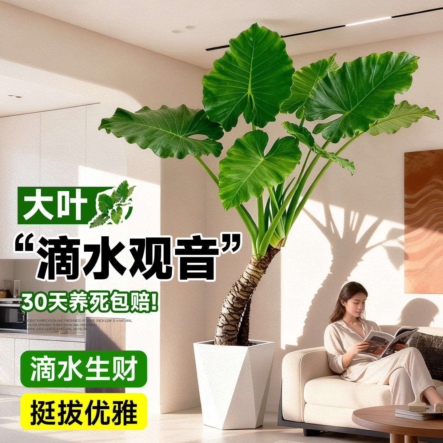 滴水观音大叶老桩盆栽客厅旺宅绿植室内除甲醛四季常青好养活植物