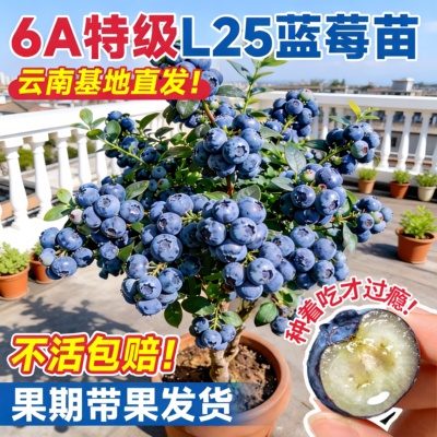 特级蓝莓盆栽带果好养南北可种