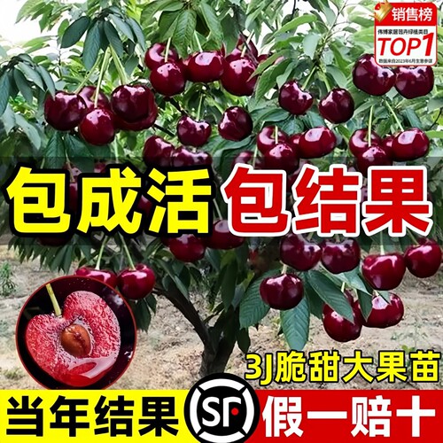 正宗车厘子树苗黑珍珠特大樱桃苗