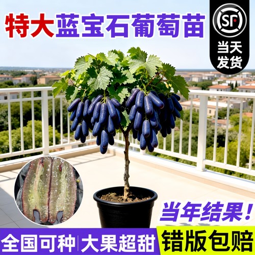 蓝宝石葡萄树苗阳台庭院盆栽地栽