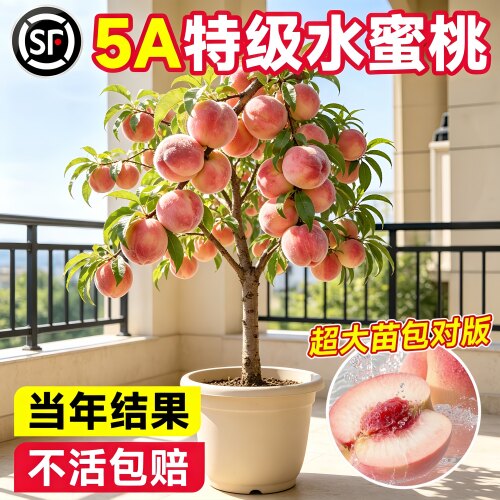 水蜜桃黄桃果树苗当年结果南北通