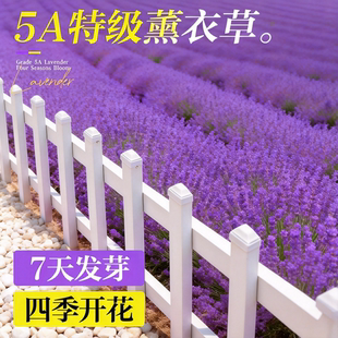 薰衣草种子花籽四季播种庭院别墅盆栽花卉种籽驱蚊阳台花种子易养