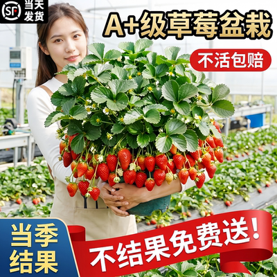 奶油草莓苗盆栽当年结果好养