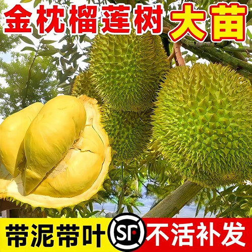 榴莲树果苗南北方种金枕大