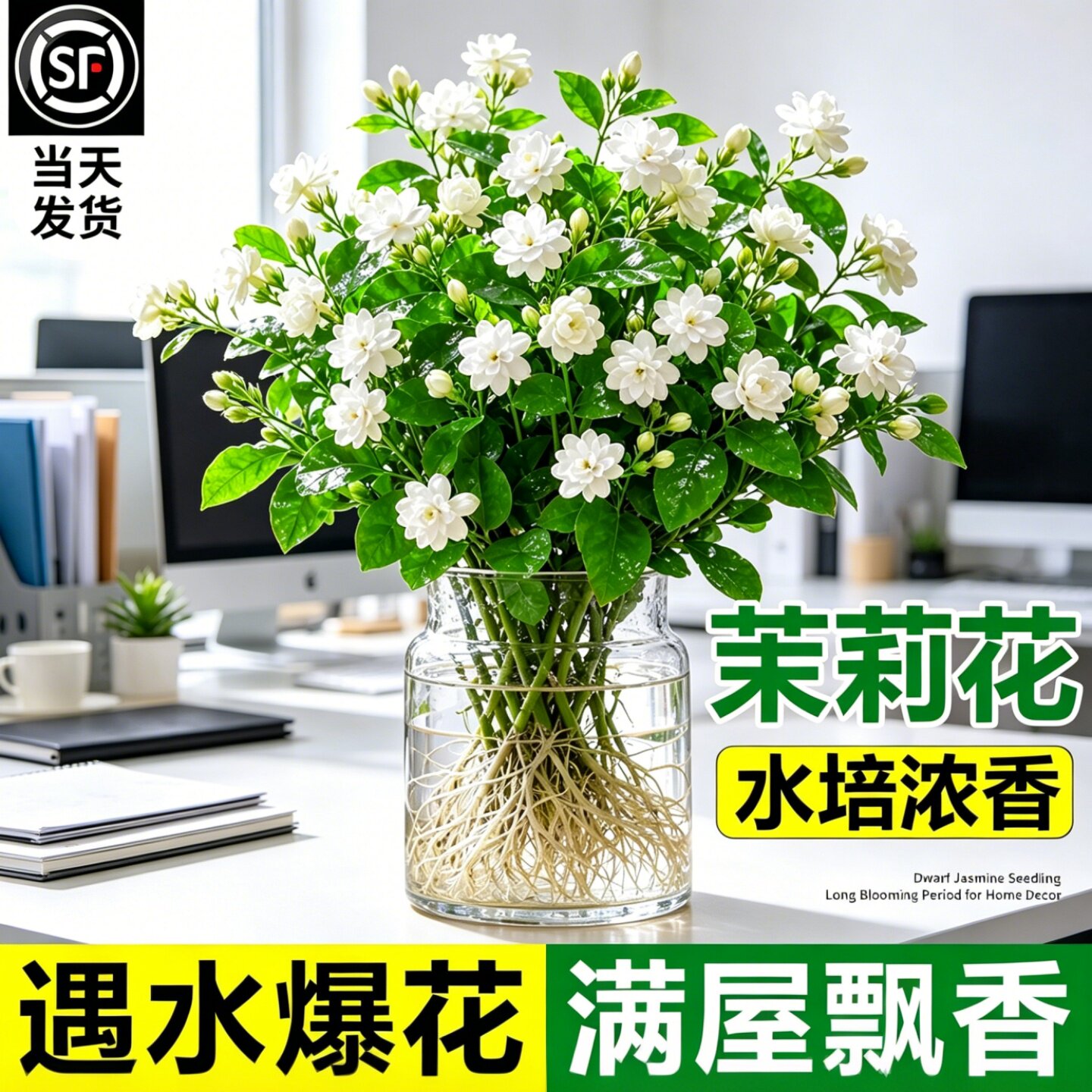 水培植物茉莉花适合客厅桌面正宗浓香型横县茉莉新鲜切花卉栀子花