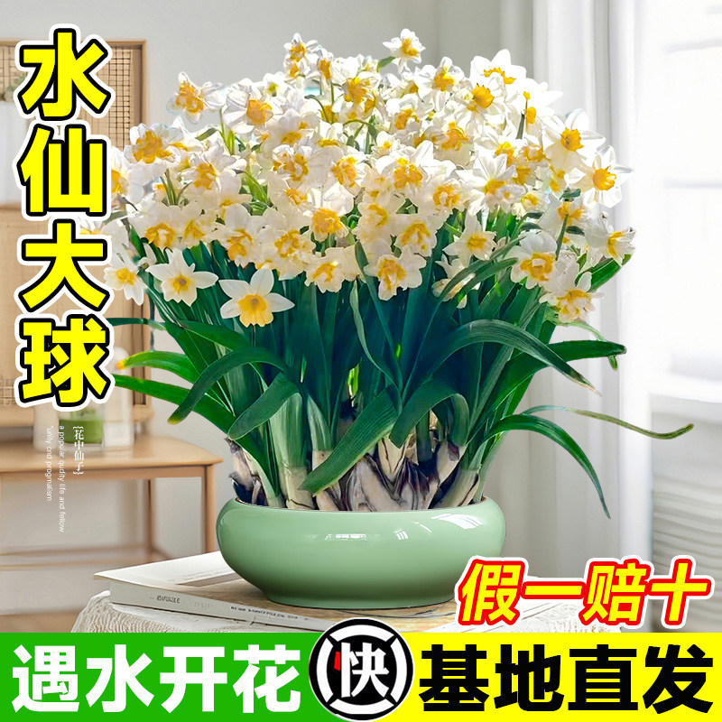漳州水仙花种球水养大球水培盆栽室内冬季耐寒花卉开花好养大种子