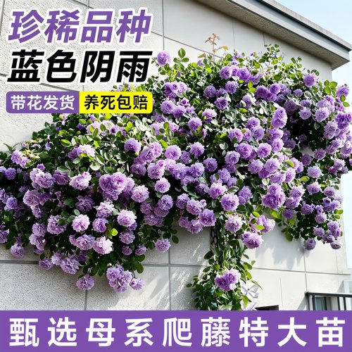 蓝色阴雨月季蔷薇爬藤浓香四季