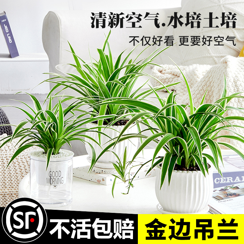 水培金边吊兰垂吊植物