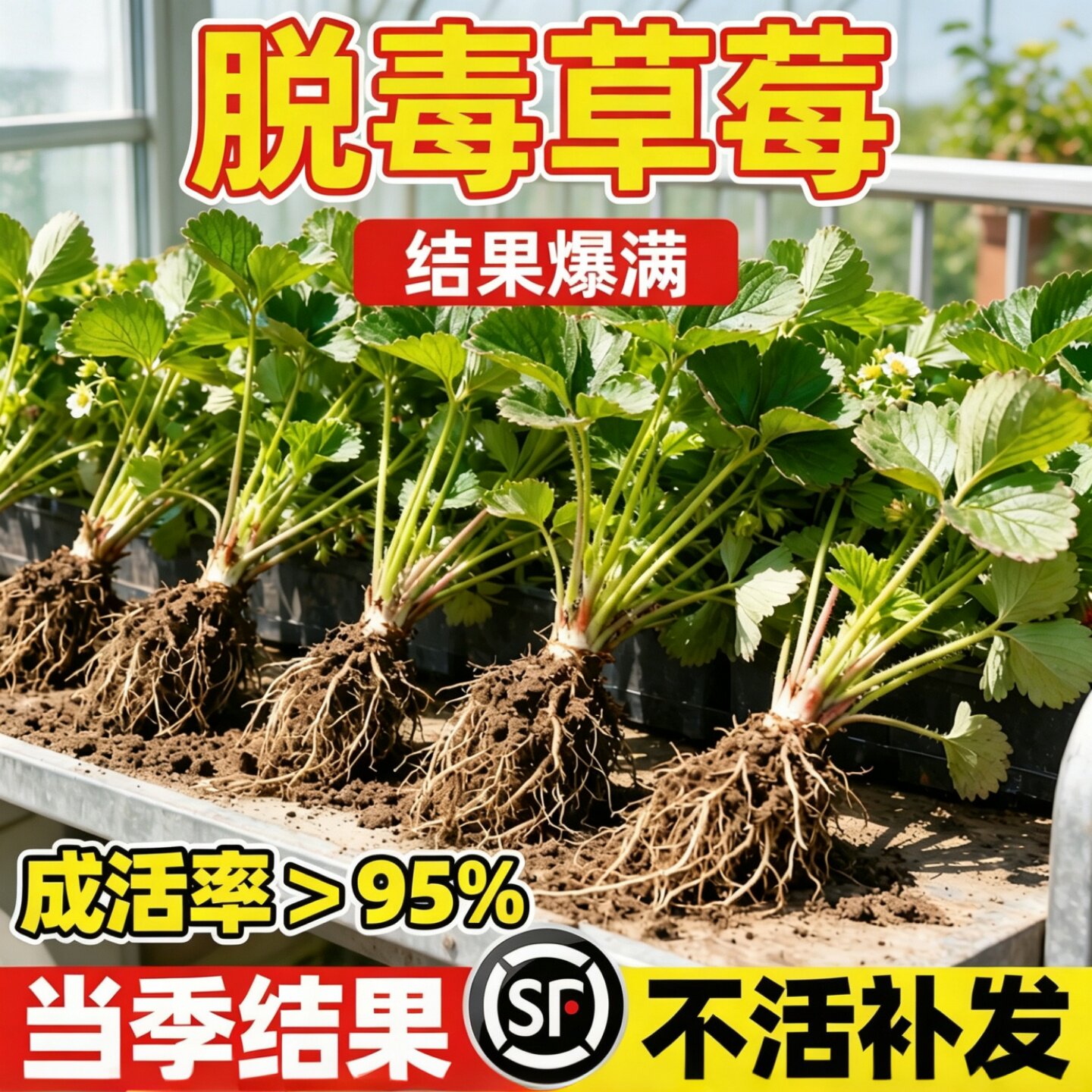 奶油草莓苗盆栽四季结果红颜草莓秧苗新苗批发阳台庭院南北方种植