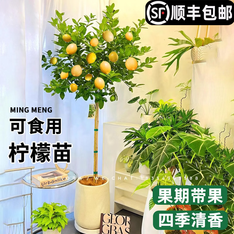 香水柠檬树盆栽四季好养