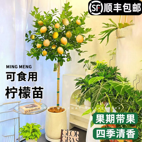 香水柠檬树盆栽四季好养