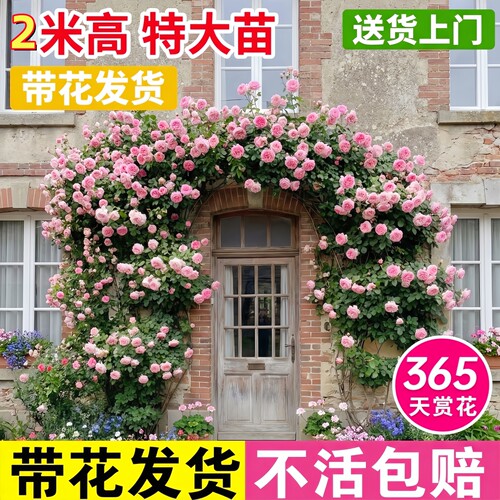 【2米特大苗】蔷薇花苗藤本月季爬藤植物四季开花卉盆栽玫瑰花树 - 封面