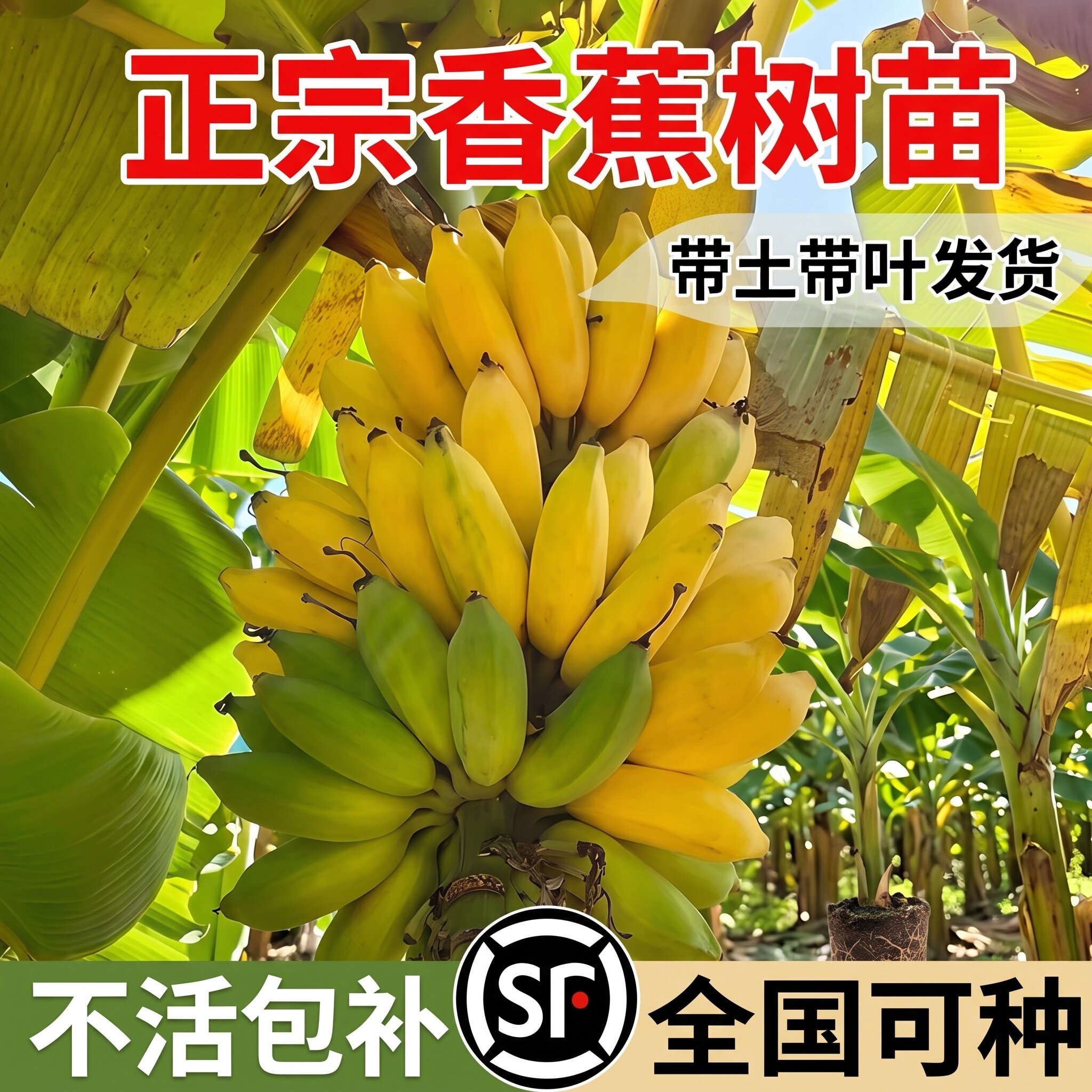 南北方盆栽地栽耐寒好养香蕉苗图片