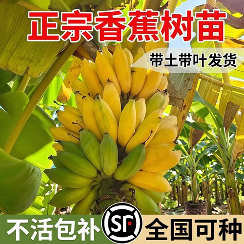南北方盆栽地栽耐寒好养香蕉苗