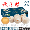 秋月梨新鲜水果5斤冰糖蜜梨5斤顺丰 山东莱阳莱西特产自产自销 包邮