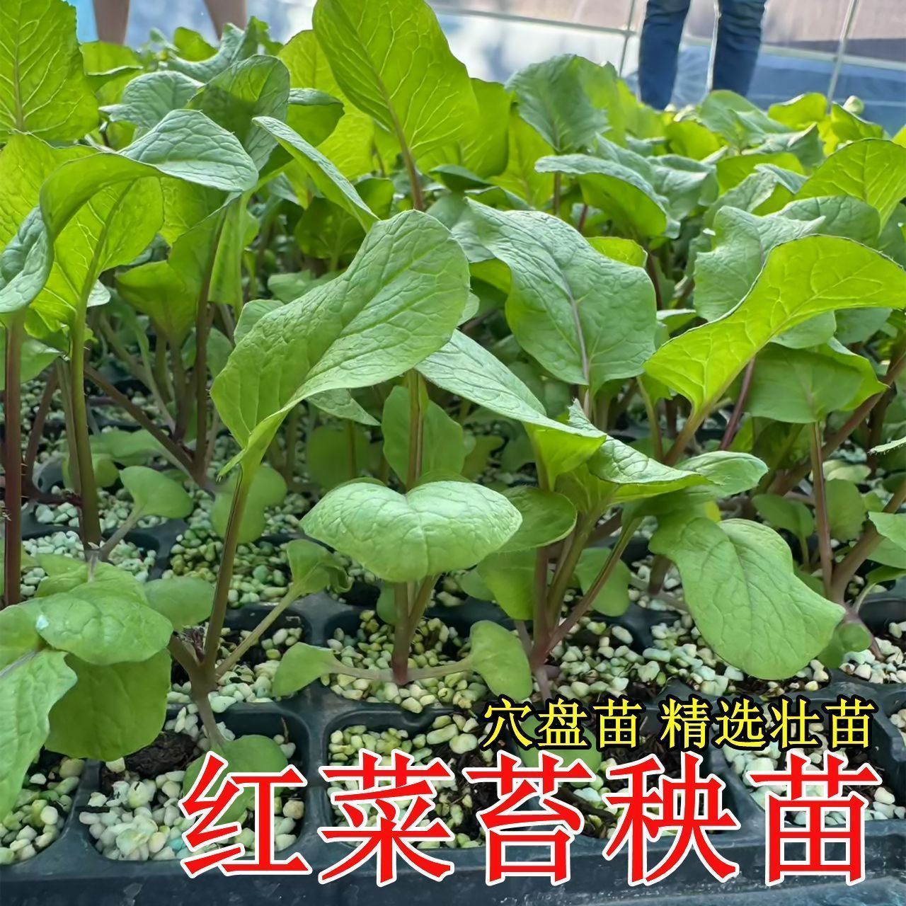 红菜苔秧苗家庭种植御菜苗秧四季蔬菜苗盆栽耐寒高产阳台多茬采收