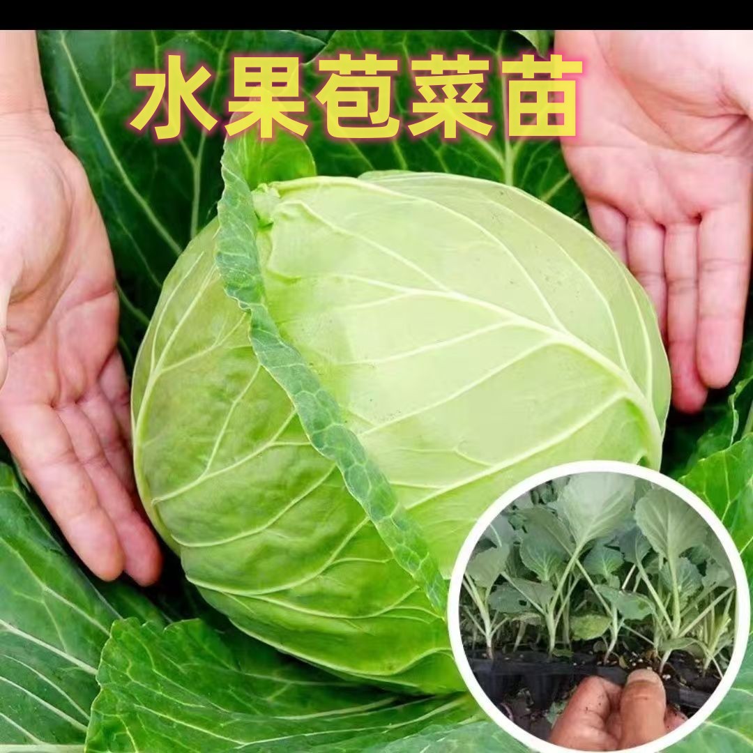 甘蓝菜苗绿甘蓝苗甘蓝菜卷心菜秧苗洋白菜包菜苗绿叶甘蓝圆白菜苗