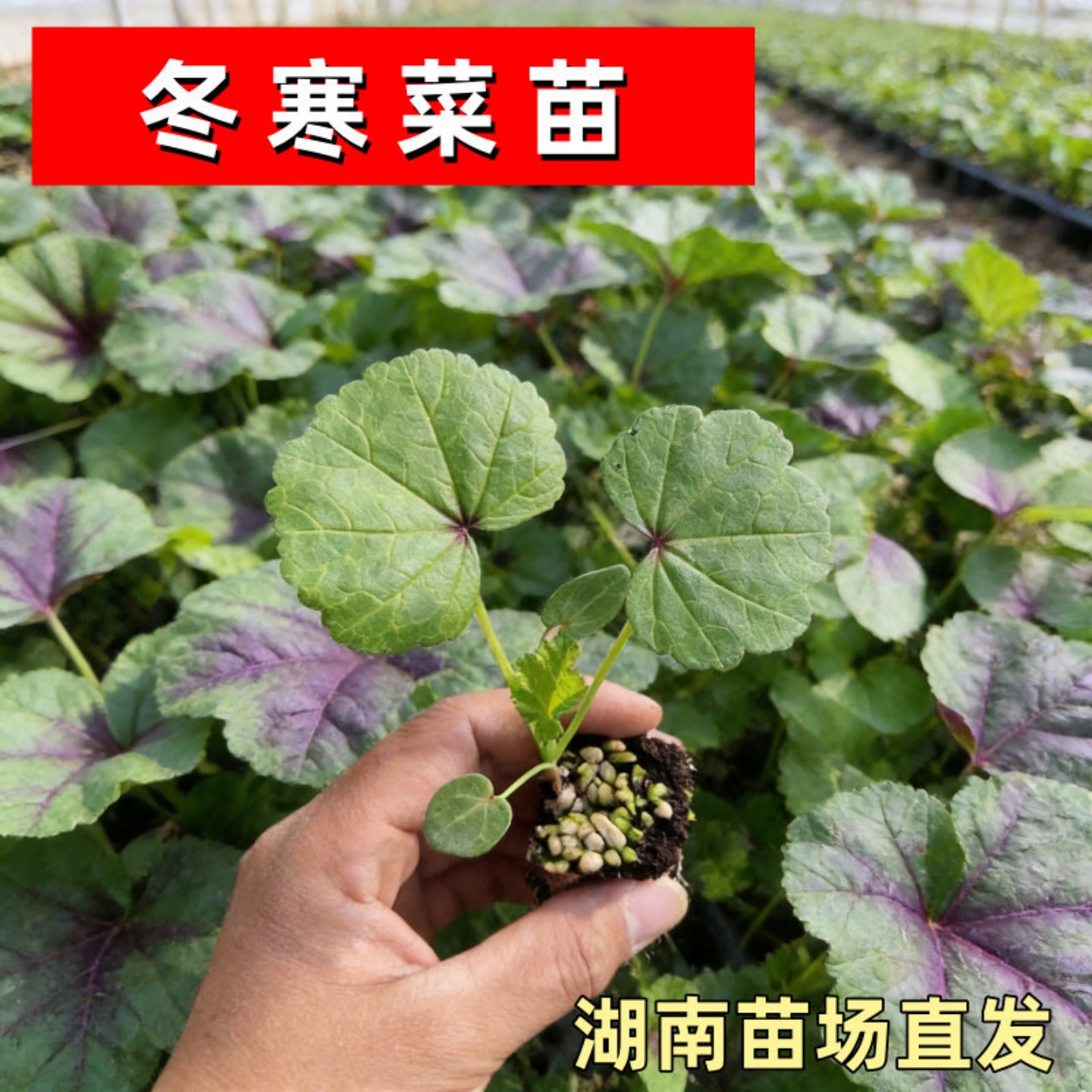 糯米冬寒菜苗秧四季种植冬寒菜蔬菜种苗苋菜阳台菜园盆栽均可种植