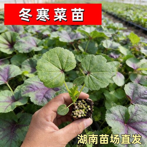 糯米冬寒菜苗秧四季种植冬寒菜蔬菜种苗苋菜阳台菜园盆栽均可种植
