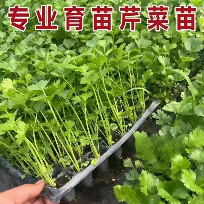 芹菜秧苗幼苗四季西芹带土发货香芹春秋蔬菜阳台盆栽耐寒基地直发