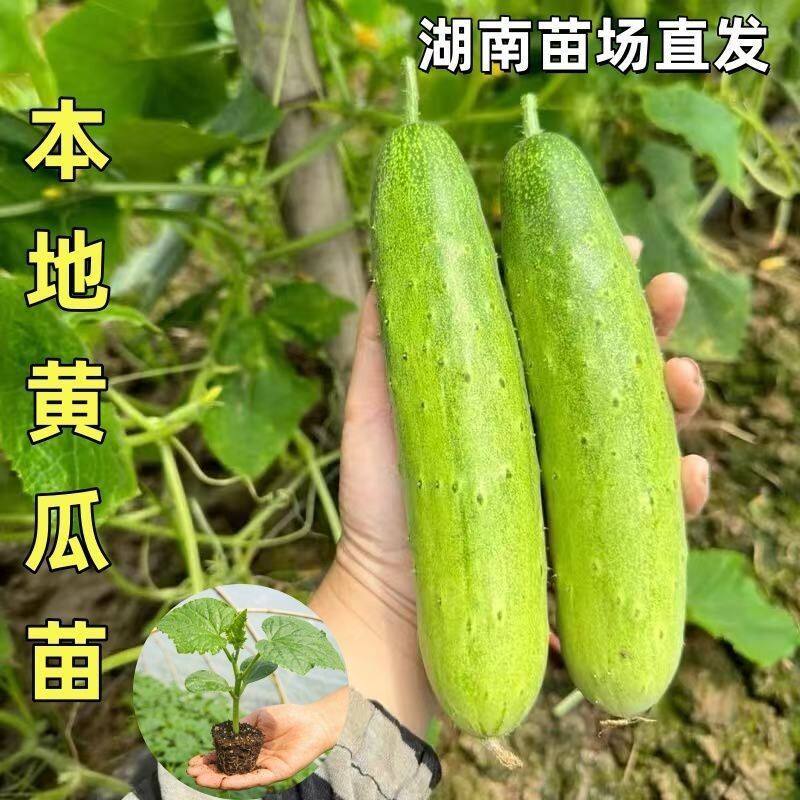 本地黄瓜秧苗青黄瓜秧苗水果旱黄瓜秧苗耐高温高产春季蔬菜黄瓜苗