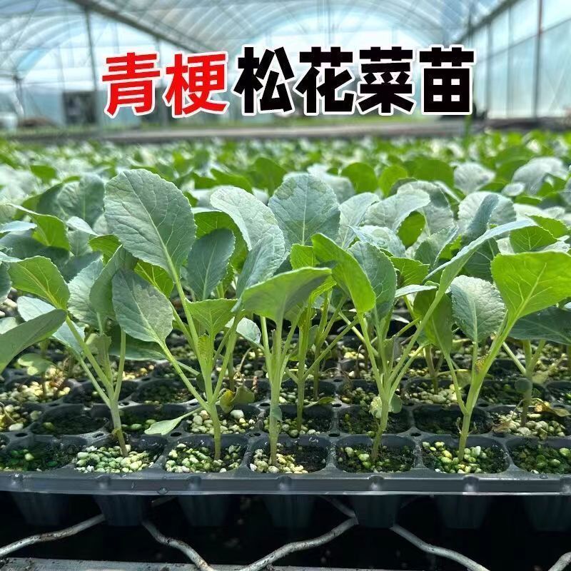 花菜苗高产盆栽庭院蔬菜苗秋季青梗散花秧苗花菜苗有机花菜苗四季