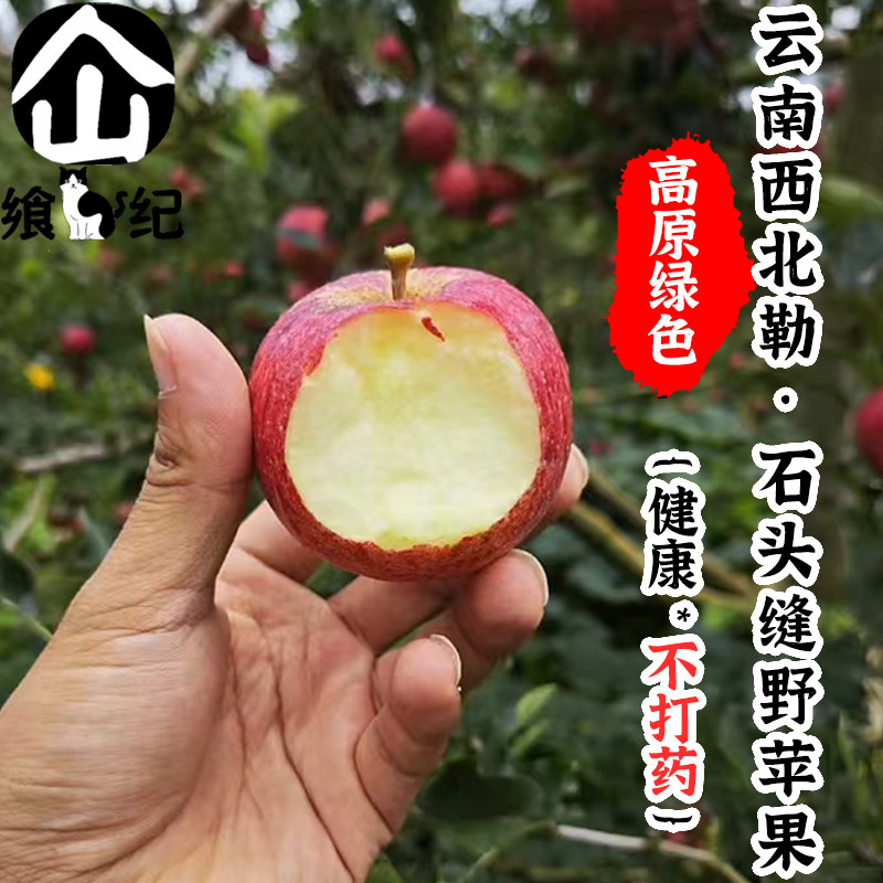 云南西北勒小苹果野苹果高原原生态苹果丑苹果不打药自然脆甜包邮