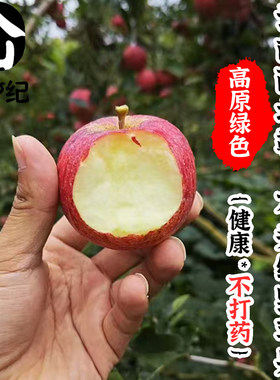 西北勒石头缝苹果云南高原野苹果