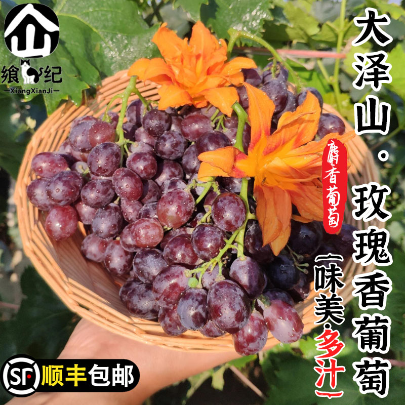 【順豐包郵】玫瑰香葡萄麝香葡萄大澤山特產(chǎn)自然成熟香甜新鮮特產(chǎn)