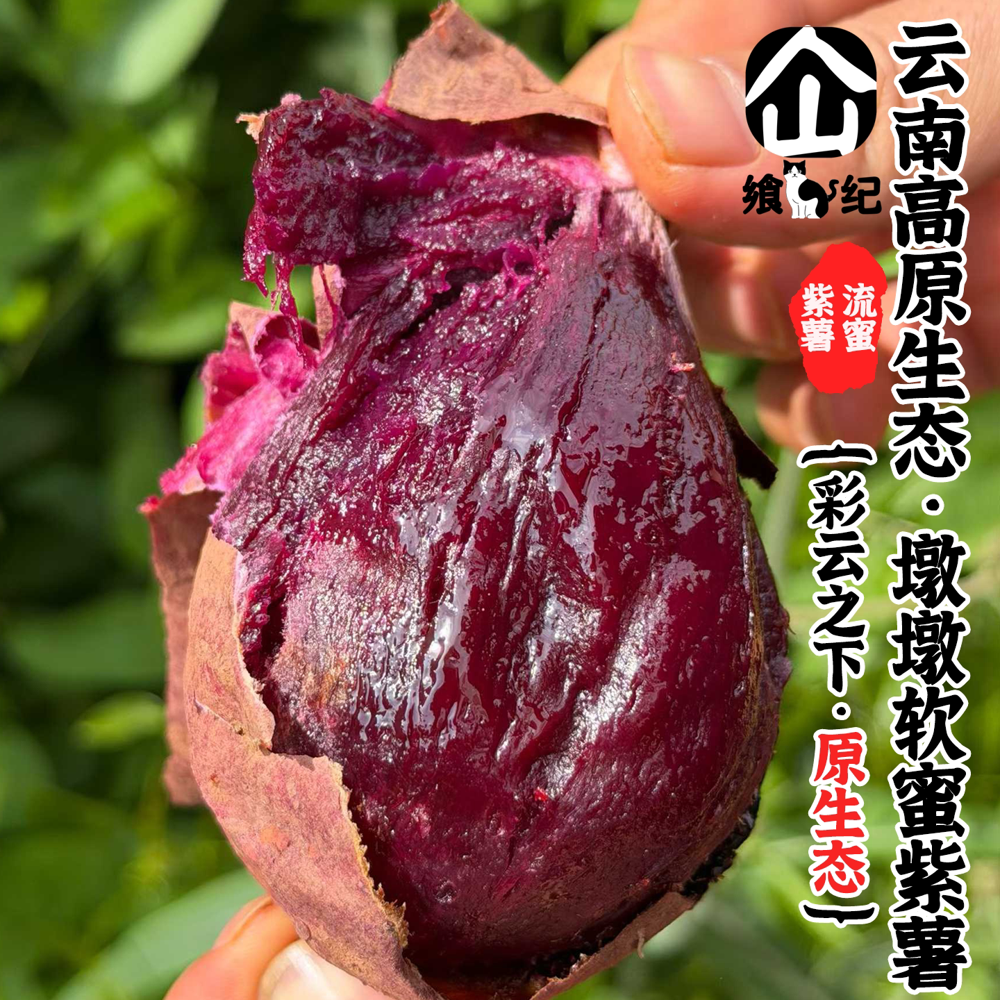 云南高原生态黑美人紫薯溏心紫薯紫地瓜紫山芋糖心新鲜紫薯