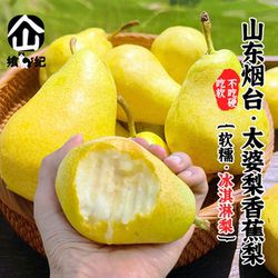 太婆梨山东烟台茄梨大头梨洋梨伏梨长把梨软糯香甜冰淇淋梨包邮10