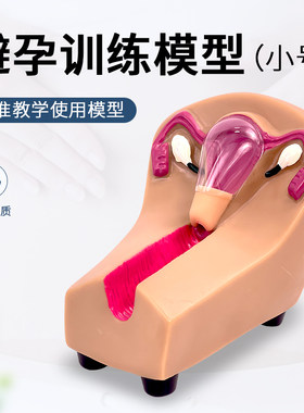 避孕模型人体模型美善教学