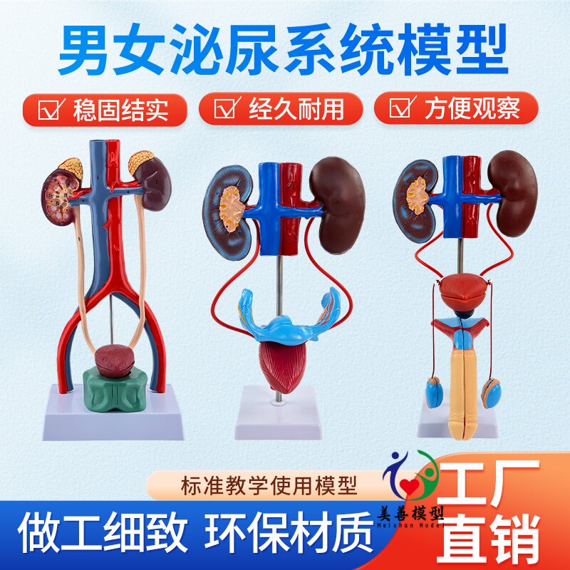 美善模型泌尿生殖系统教具