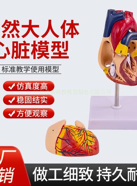 美善模型心内科人体心脏教学