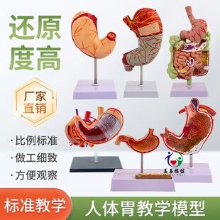 胃解剖结构模型 自然大胃模型 人体消化系统器官医学解剖模型