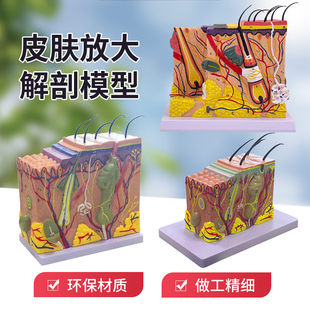 皮肤模型人体毛囊汗腺结构放大70倍毛发生长立体层次美容教学模具