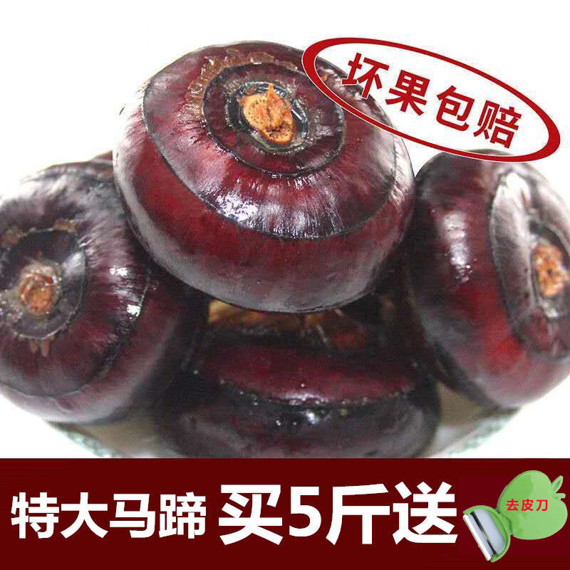 大个孛荠助农产品水果马蹄荸荠新鲜蔬菜5斤地栗地梨当季整箱配送在类目 水产肉类/新鲜蔬果/熟食, 新鲜蔬菜/蔬菜制品, 新鲜蔬菜, 荸荠/马蹄中 - 来自Buy2taobao.com提供专业的淘宝代购服务