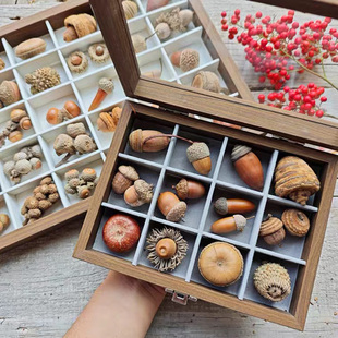 橡果植物标本收纳盒装饰摆件秋冬季多层置物松果种子收集展示架子