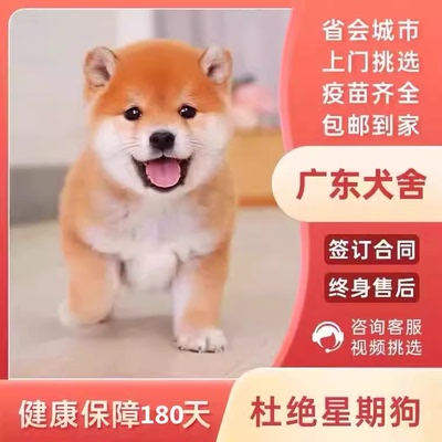 【广东犬舍】纯种柴犬幼犬日本柴犬小型犬白赤色豆柴黑柴犬宠物狗