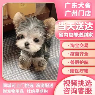 【广东犬舍】约克夏幼犬纯种金头银背金色茶杯体约克夏活体宠物狗