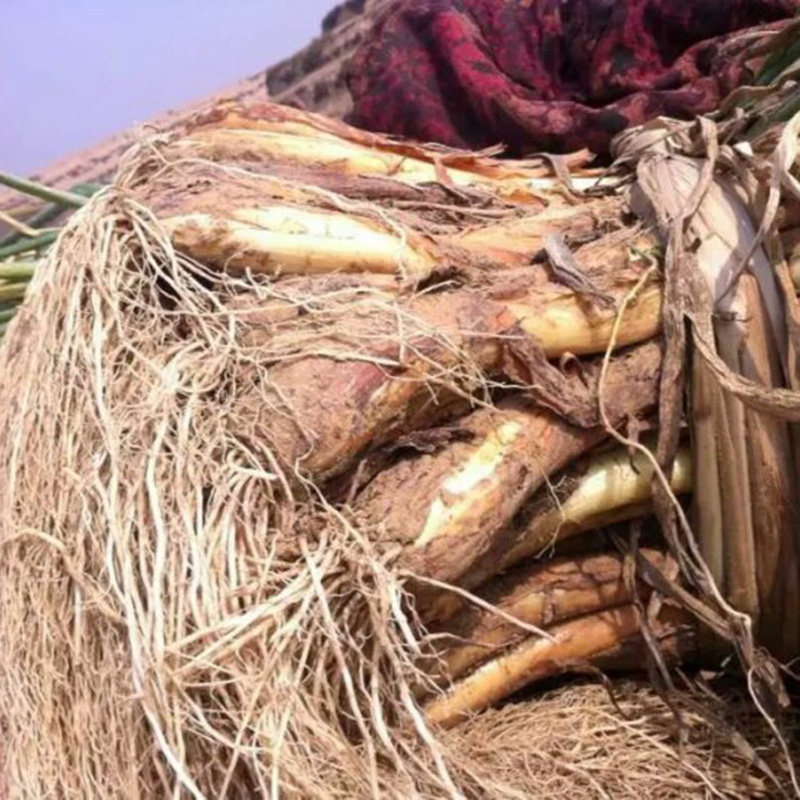 陕西特产红葱陕北农家红皮葱旱地大葱山地小葱调味品鸡腿葱5斤