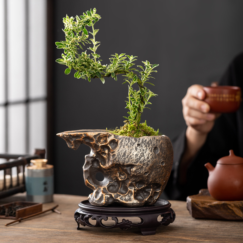 中国风个性彷石头盆景盆文竹米竹蝴蝶兰盆栽盆子多肉花盆陶瓷家用