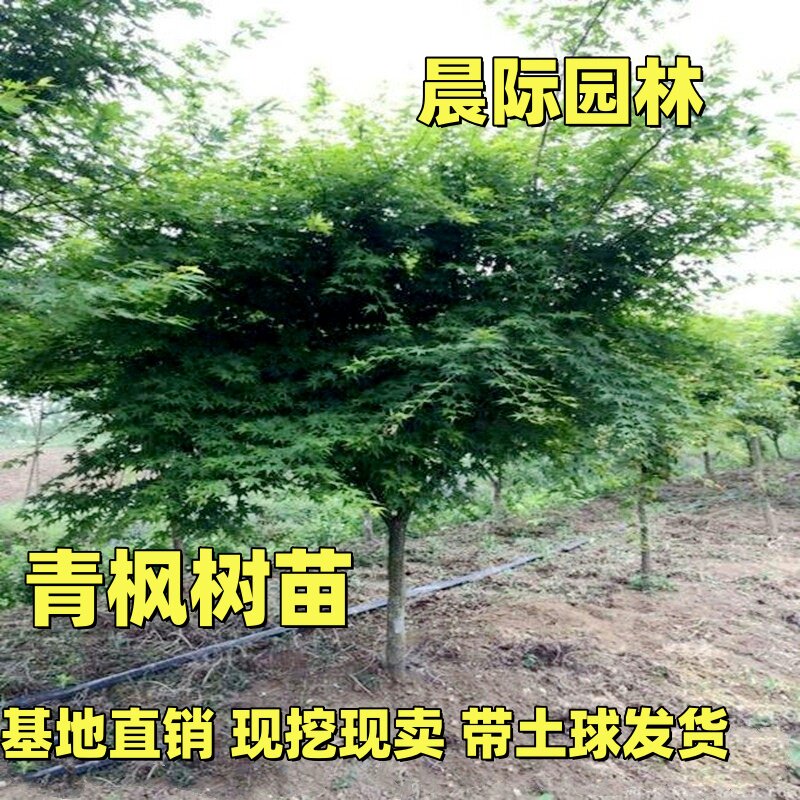青枫青枫树苗绿化苗行道树苗风景树青枫树苗观赏庭院绿化树苗