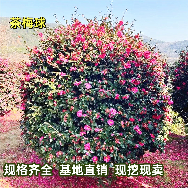 茶梅球花树苗别墅庭院大型耐寒盆栽四季常青绿化风景植物山茶梅花